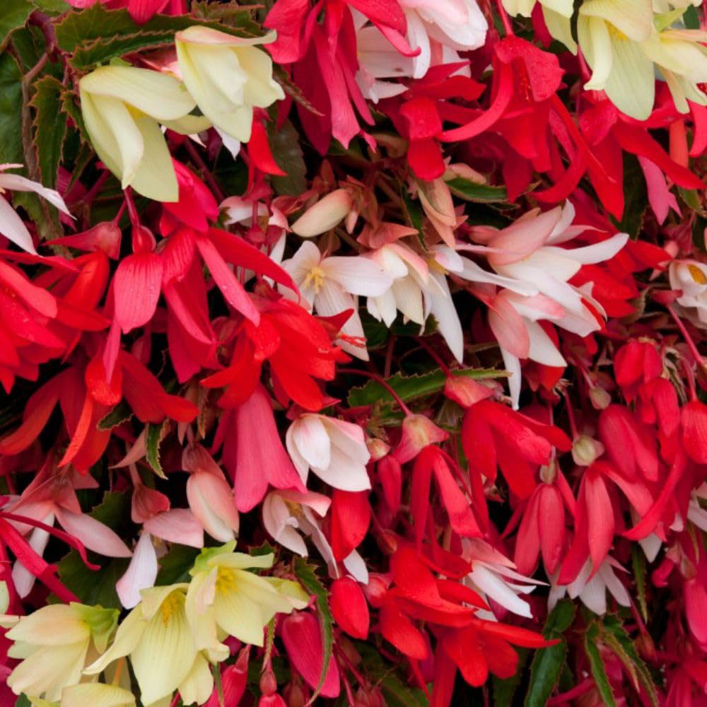 Thompson and Morgan Begonia Starshine Mixed Garden Ready Plant 30 Pack Image 1