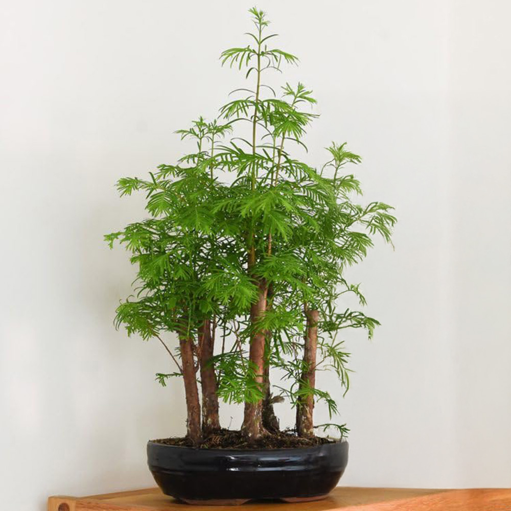Thompson & Morgan Bonsai Metasequoia Forest Potted Plant Image 1
