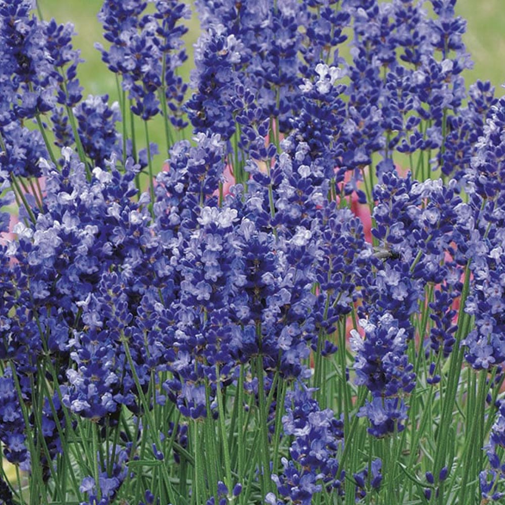 Johnsons Lavender Hidcote Blue Seeds Image 2