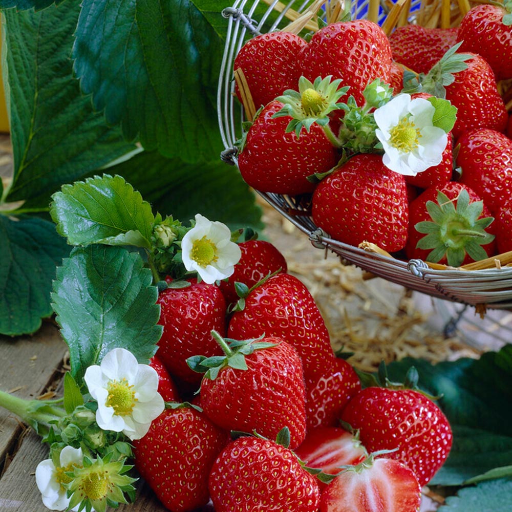 Wilko Strawberry Elsanta 3 Pack Image 1