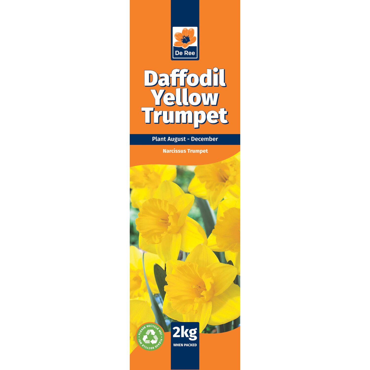 Daffodil Bulbs - Yellow Trumpet Image