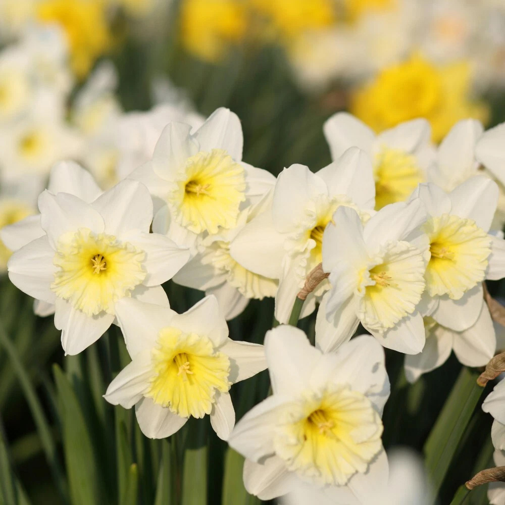 Thompson and Morgan Daffodil Topolino Autumn Planting Bulb 20 Pack Image 1