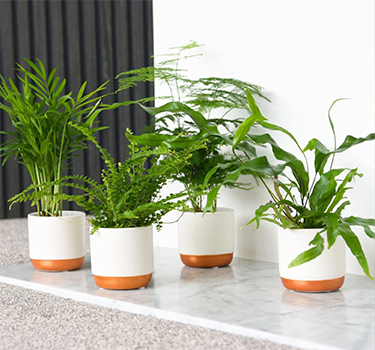 Thompson and Morgan House Plants