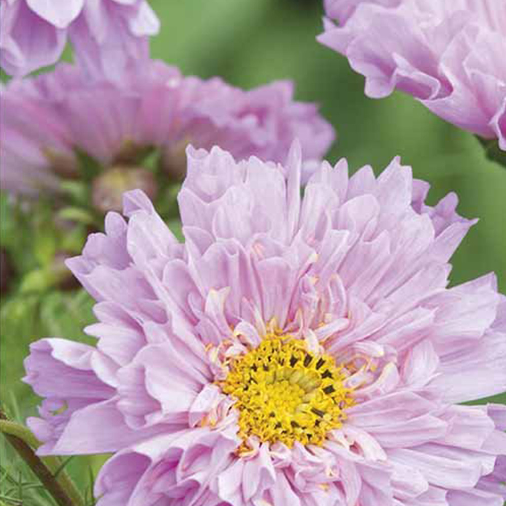 Johnsons Cosmos Double Dutch Rose Seeds Image 2