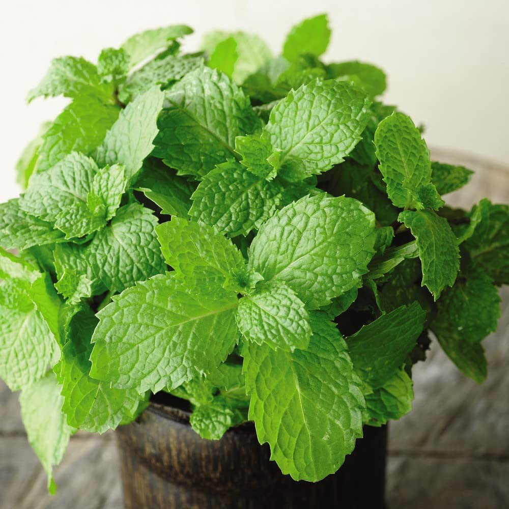 Thompson & Morgan Herb Garden Mint Potted Plant Image 4
