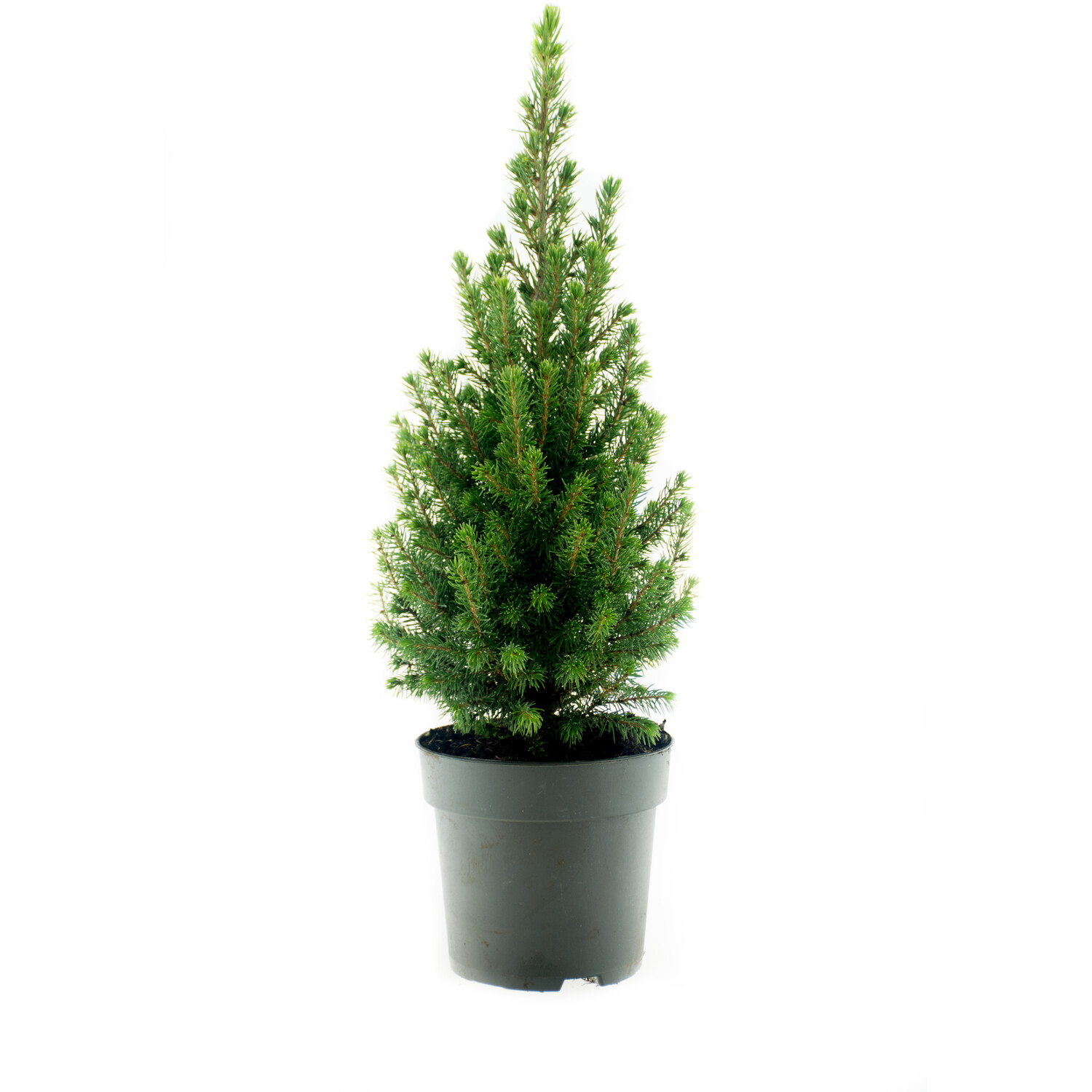 Picea Glauca Conica Image