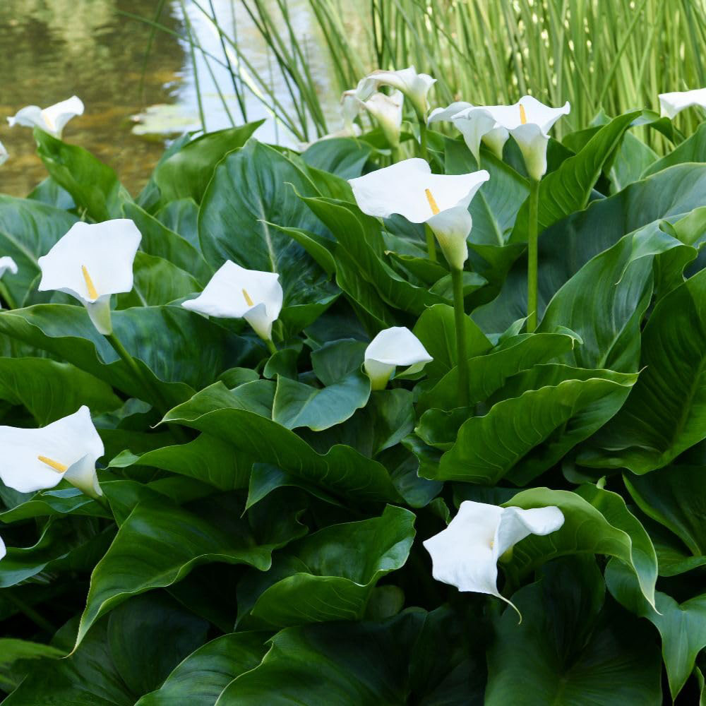 Thompson and Morgan Zantedeschia Aethiopica Planting Bulb Image 2