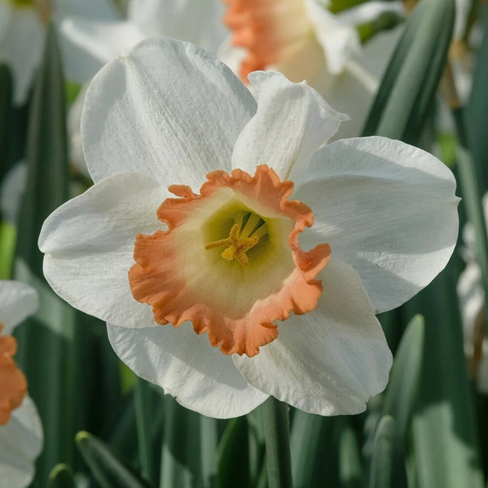 Thompson and Morgan Daffodil Pink Pride Spring Planting Bulb 16 Pack Image 1
