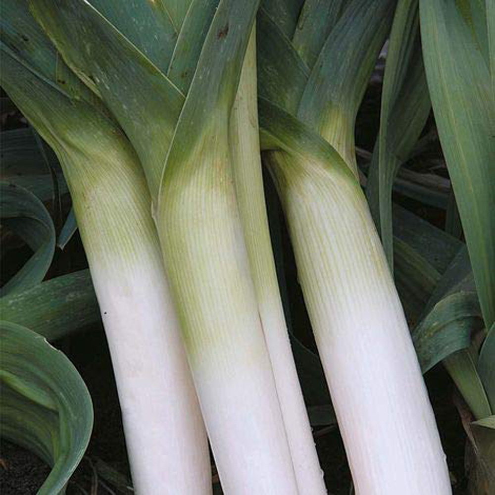 Thompson and Morgan Leek Porbella Seeds Image