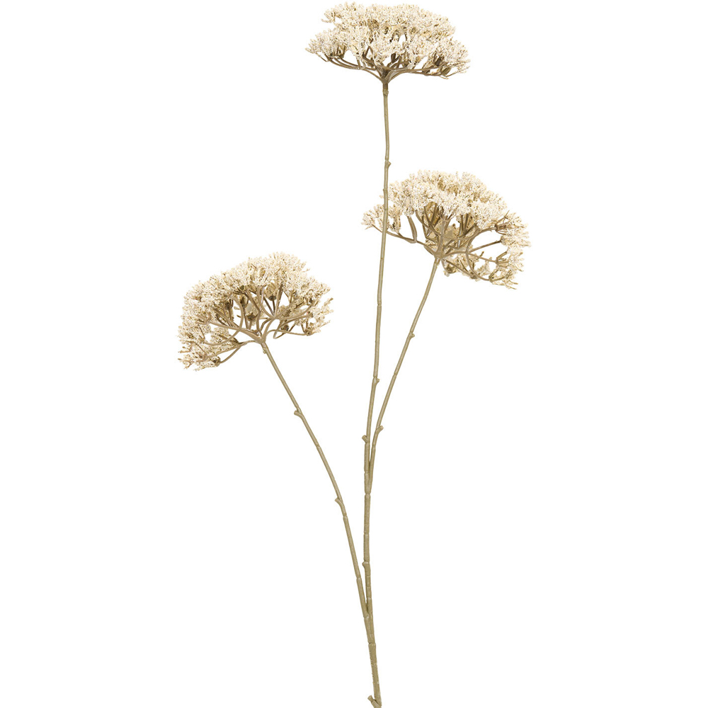 Queen Annes Lace Decorative Stem Image 5