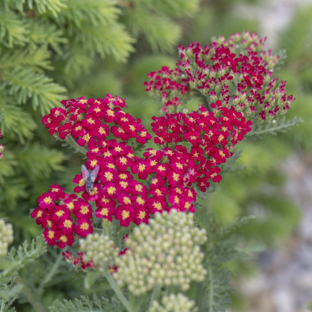 Thompson and Morgan Achillea Cerise Queen Plant Pot 3L Image 3