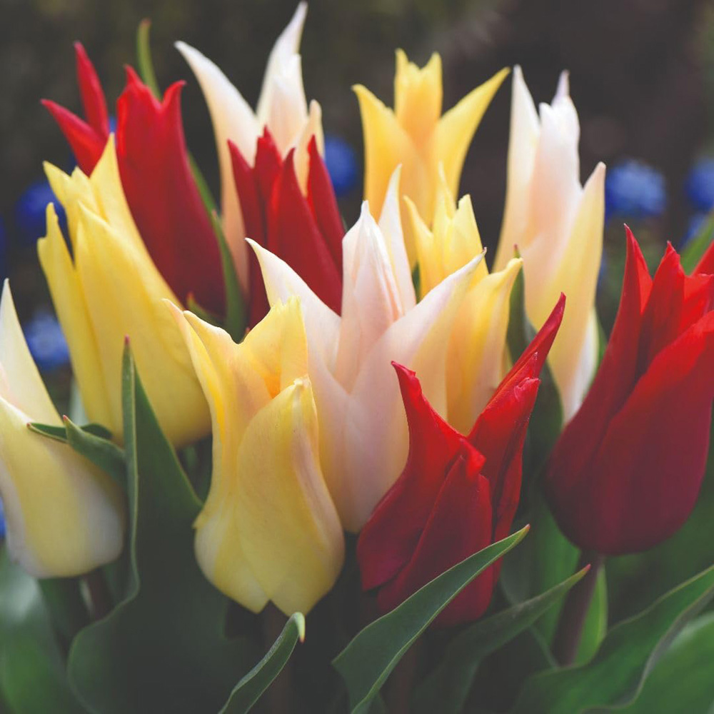 Thompson and Morgan Tulip Elegant Mix Bulbs 16 Pack Image 1