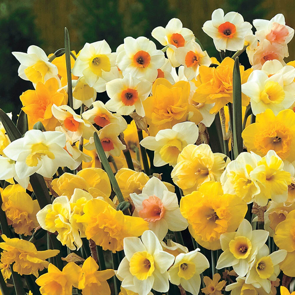 Thompson and Morgan Daffodil Sweet Aroma Mixed Spring Planting Bulb 16 Pack Image 1