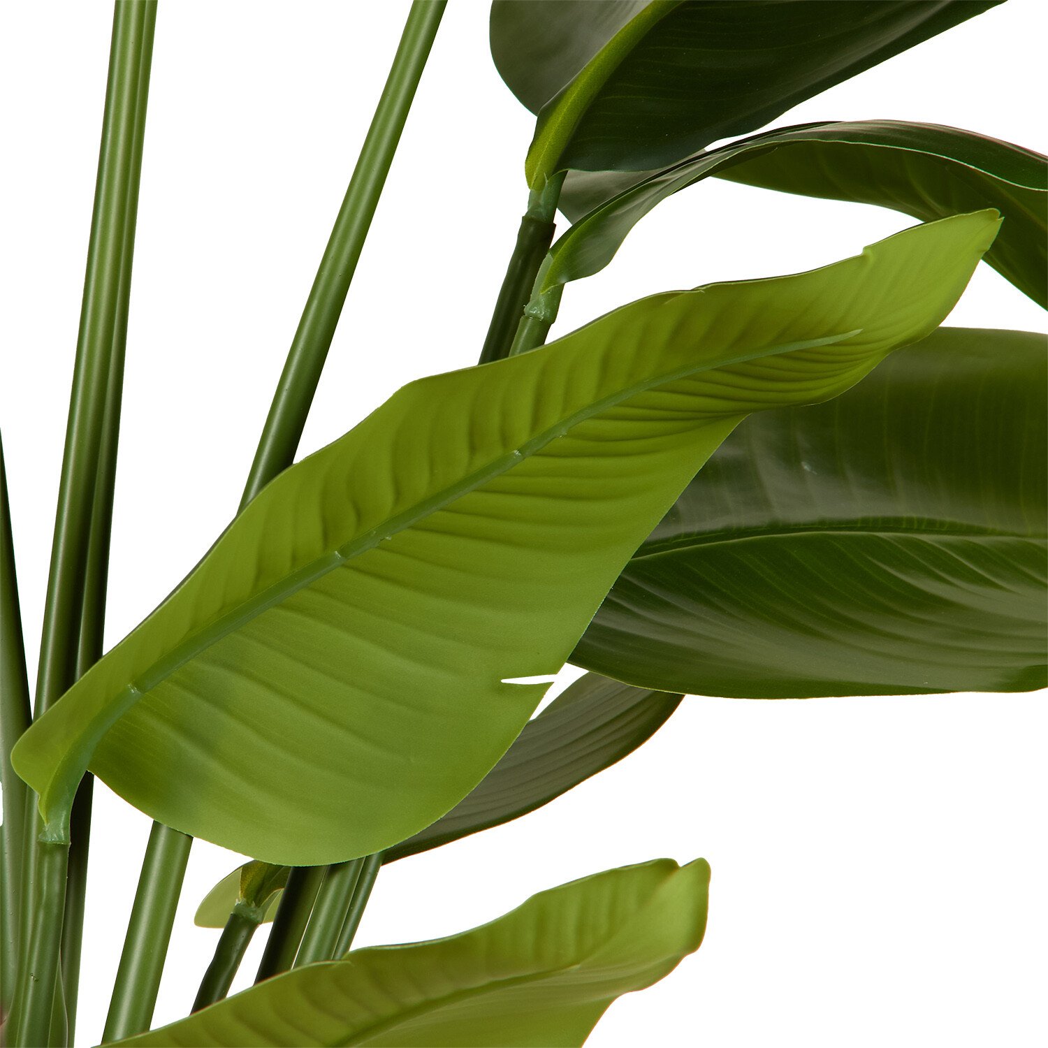 Travellers Palm Tree - Green Image 5