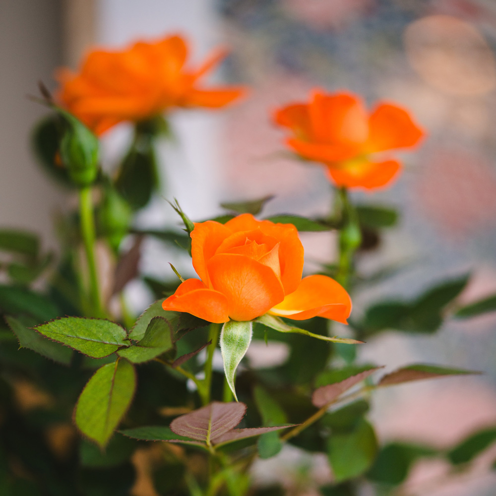 Mini Orange Rose Plant Image 3