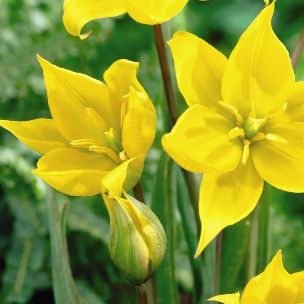 Thompson and Morgan Tulip Woodland Tulip Planting Bulb 8 Pack Image 6