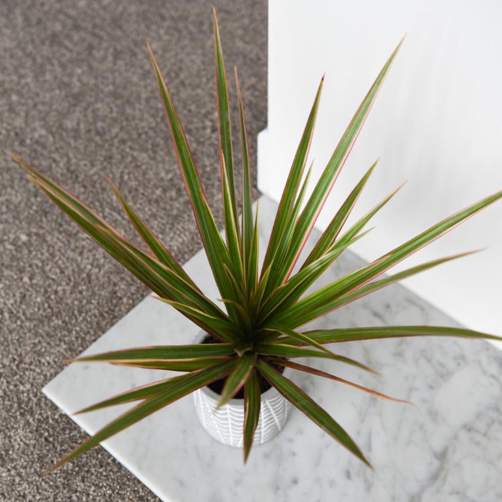 Thompson and Morgan Dracaena Marginata Bicolour Plant Pot 8.5cm 2 Pack Image 4