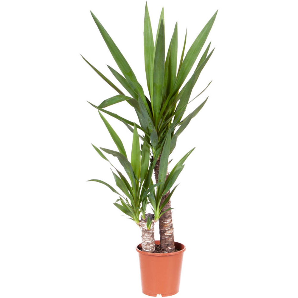 wilko Yucca 2 Stem Plant Image 2