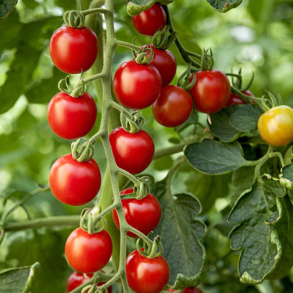 Thompson and Morgan Tomato Grafted Crimson Collection Plant Pot 9cm 8 Pack Image 2