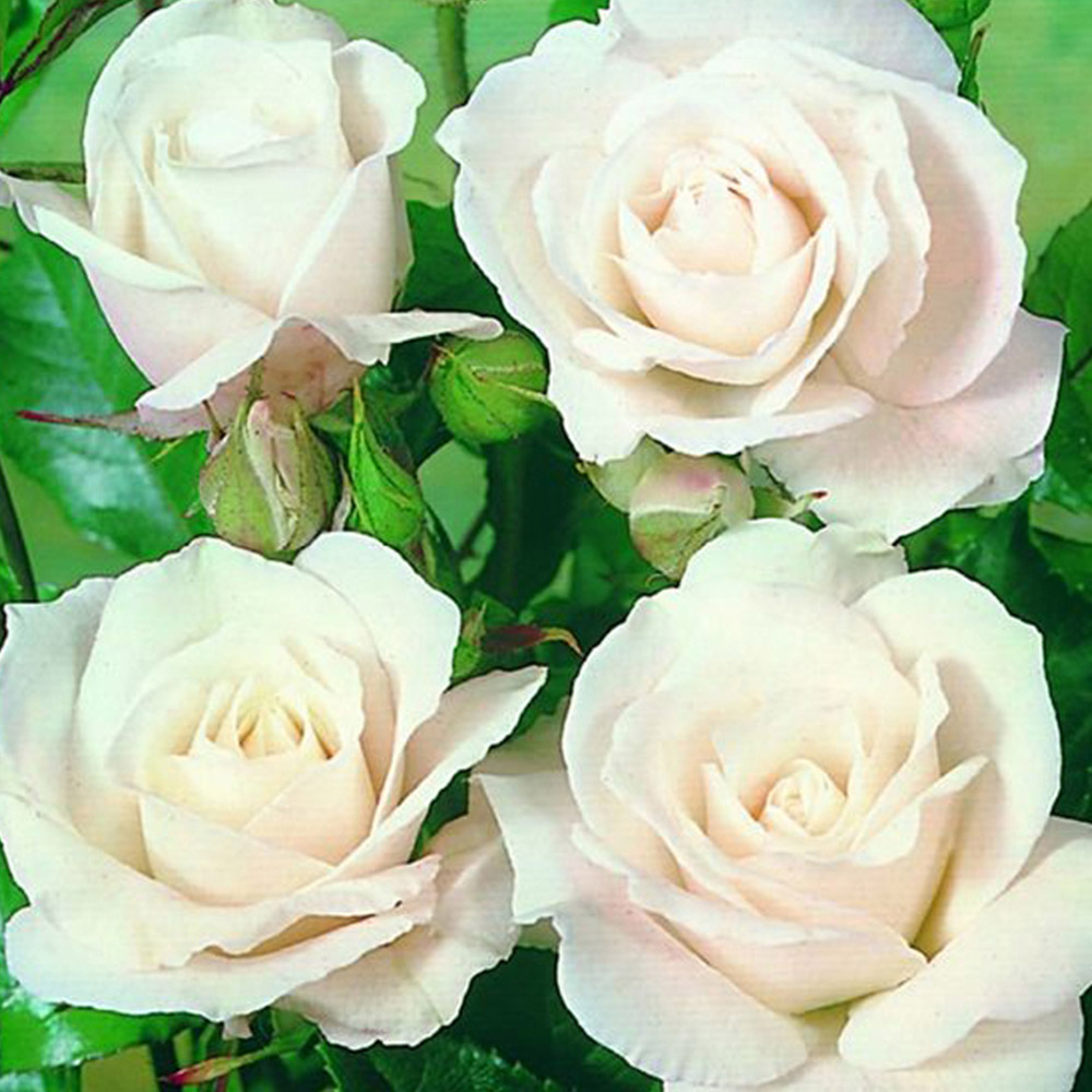 YouGarden Climbing Iceberg Bare Root Rose 2 Pack Image 1