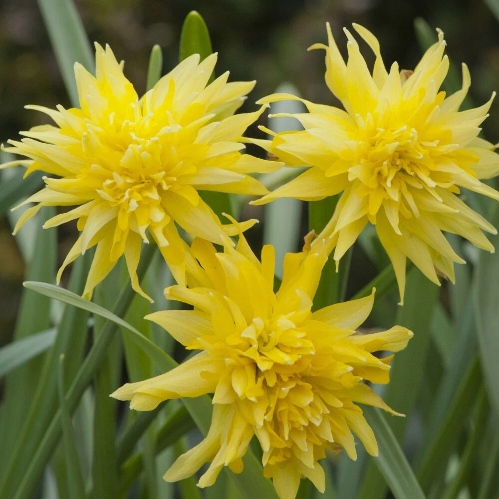 Thompson and Morgan Daffodil Rip Van Winkle Spring Planting Bulb 80 Pack Image 1