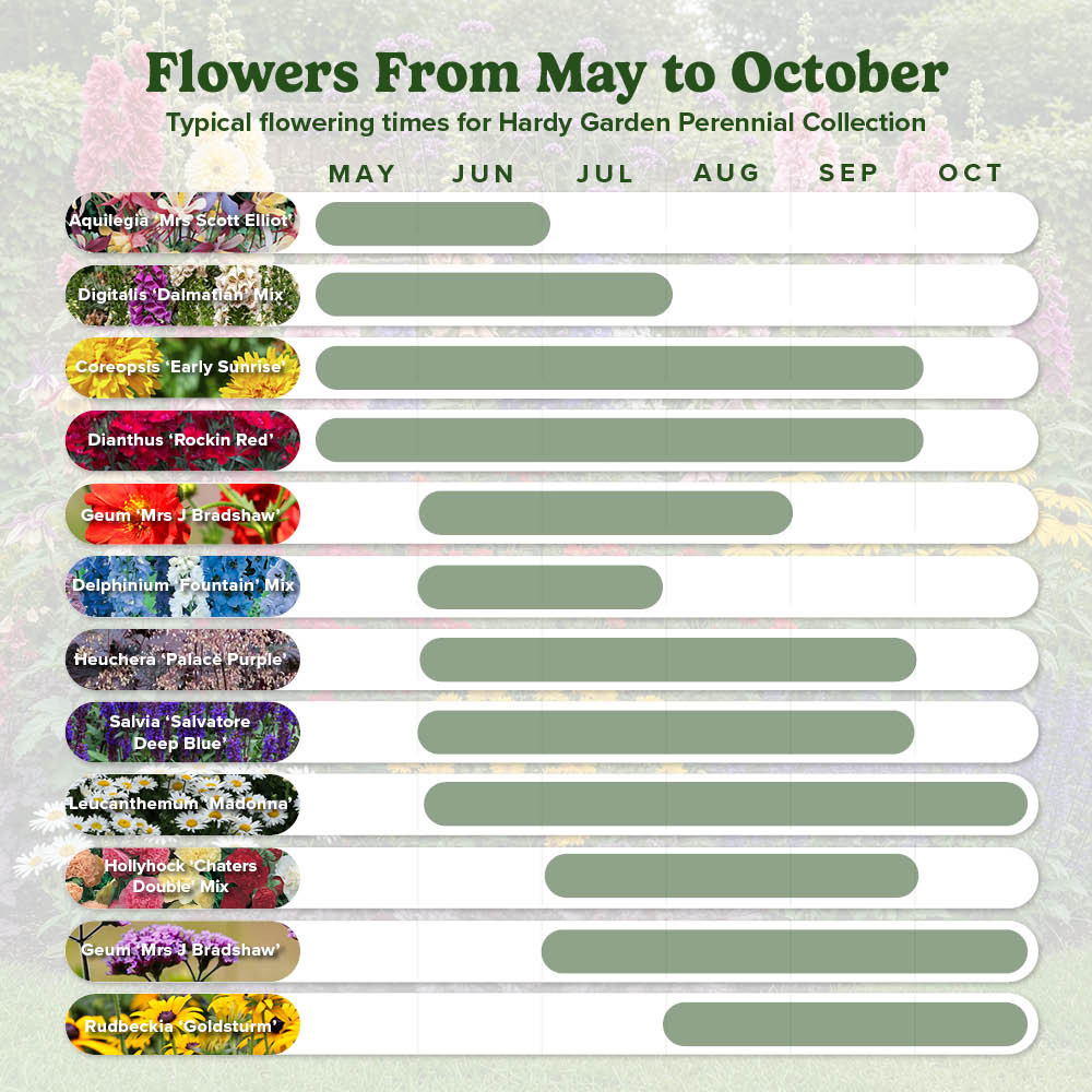 YouGarden Cottage Garden Perennial Collection Plug 12 Pack Image 4
