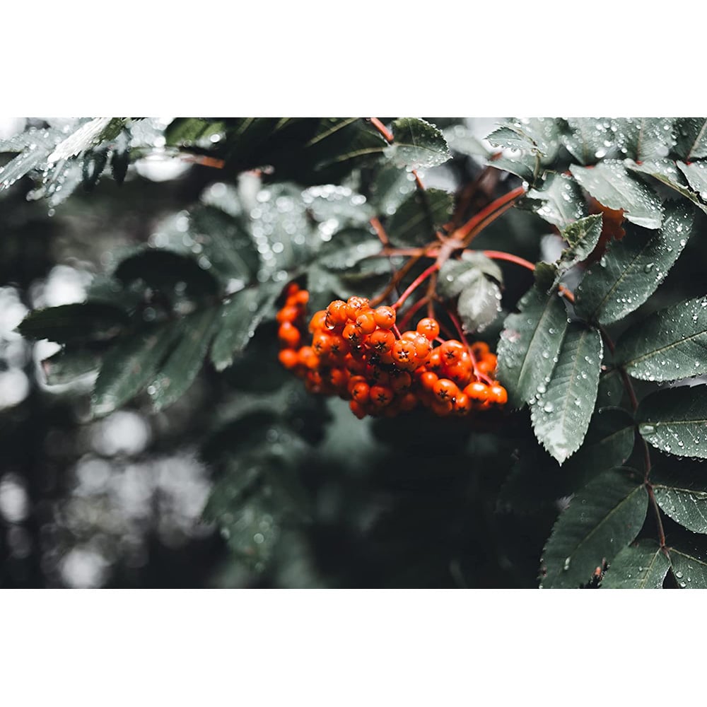 Inspirational Gifting Rowan Mountain Ash Bare Root Hedge Plant Sapling 4-5ft 10 Pack Image 3