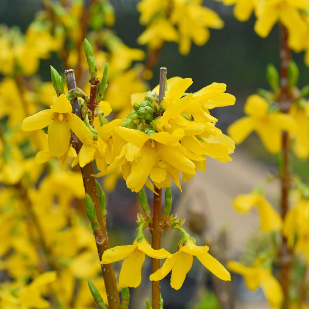 Thompson and Morgan Forsythia and Intermedia Weekend Plant Pot 3L Image 2