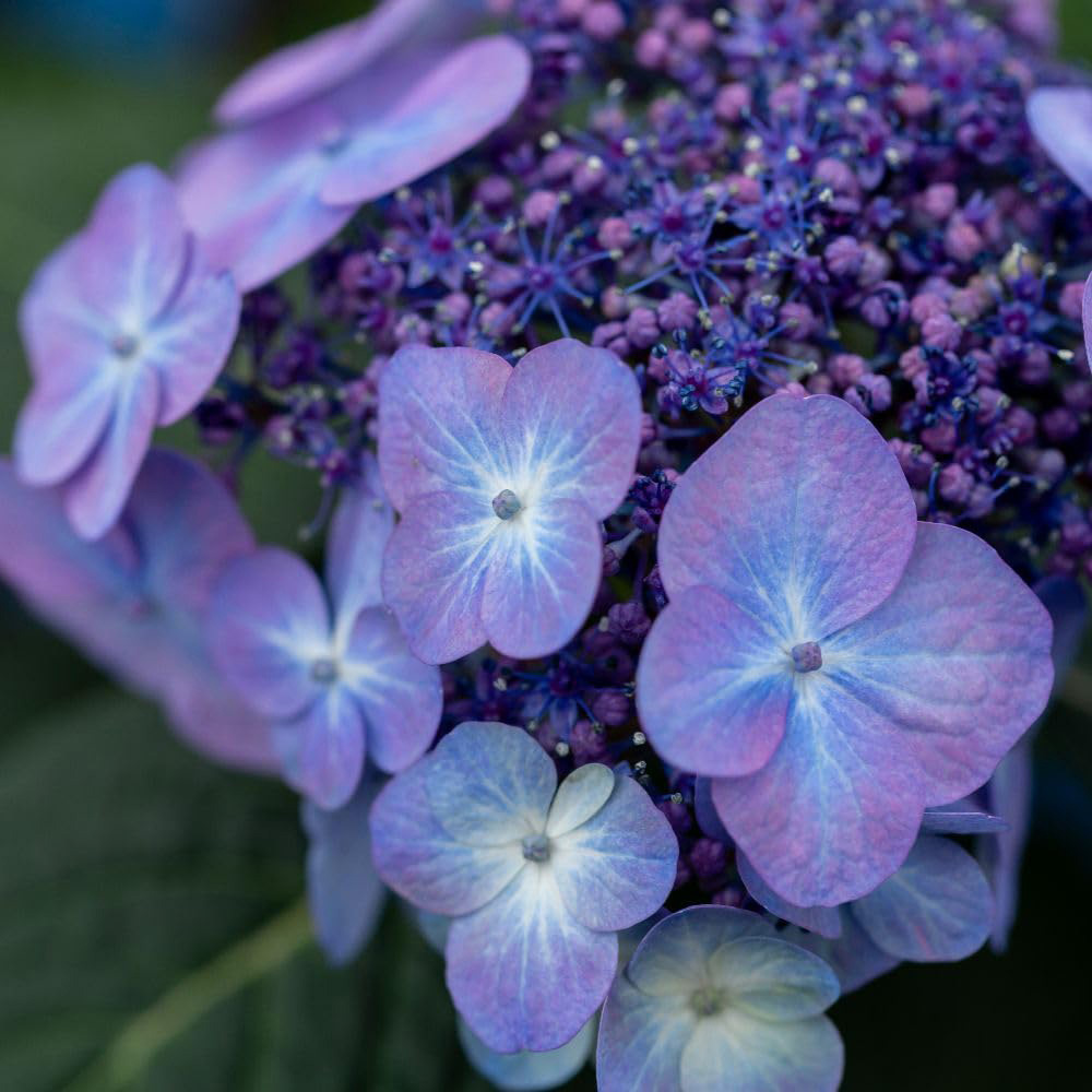 Thompson and Morgan Hydrangea Endless Summer Pop Star Plant Pot 5L Image 2