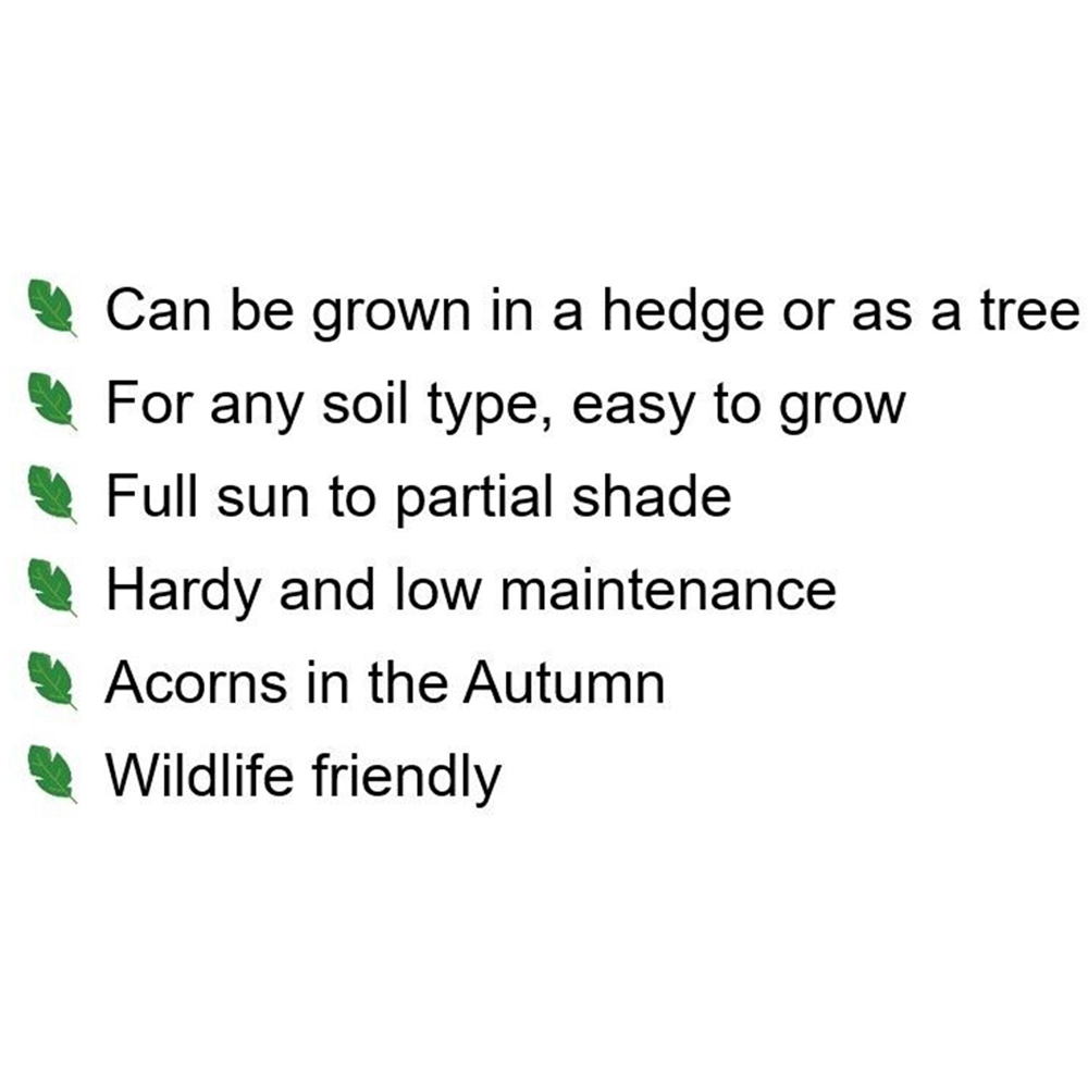 Inspirational Gifting Sessile Oak Bare Root Hedge Plant Sapling 3-4ft 5 Pack Image 5