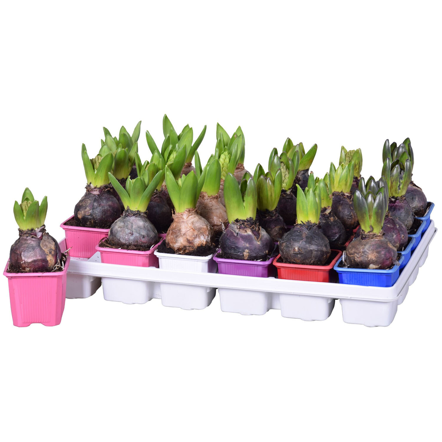 Hyacinthus Mix Bulbs Image