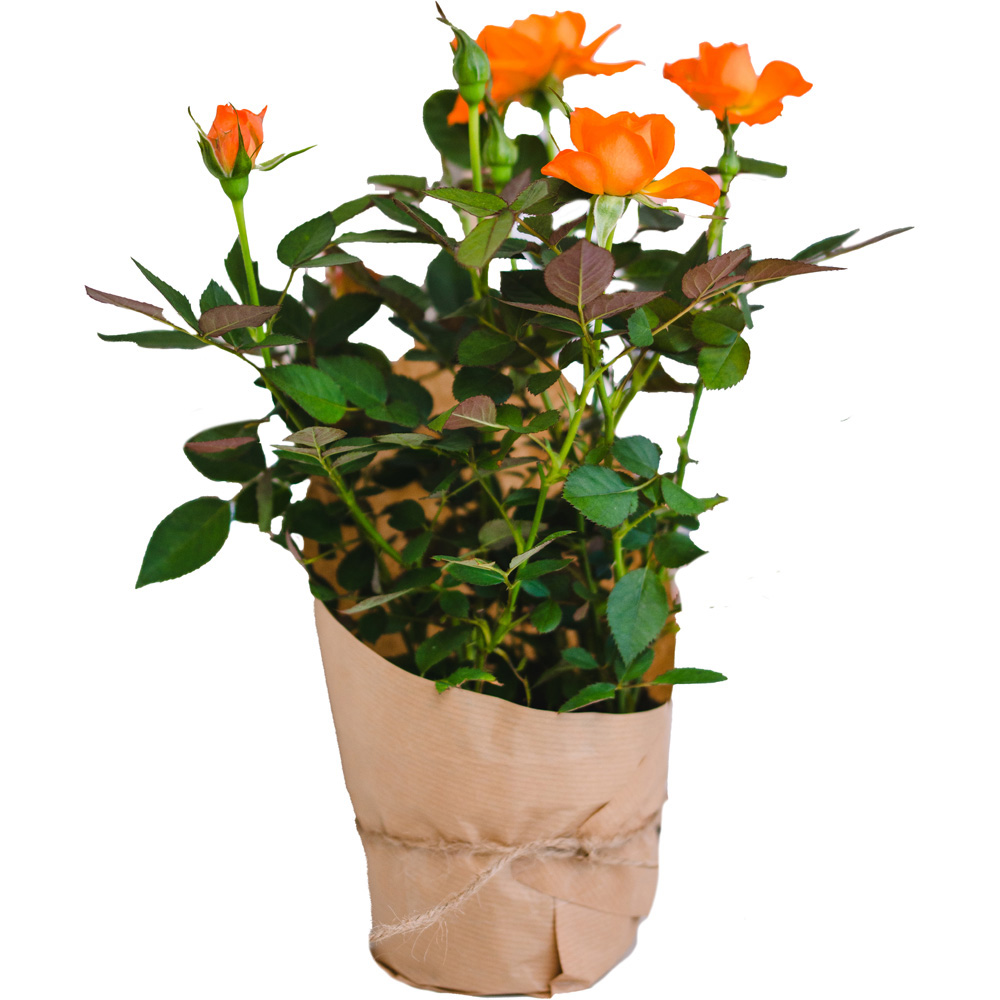 Mini Orange Rose Plant Image 2