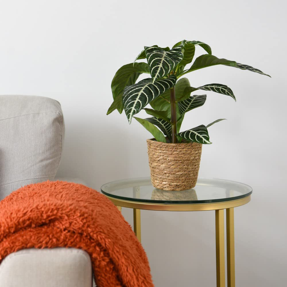 Thompson and Morgan Aphelandra Squarrosa Plant Pot 13cm Image 3