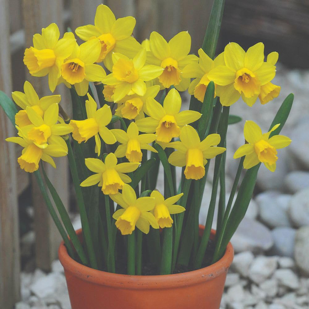 Thompson and Morgan Daffodil Tete-a-Tete Bulb 200 Pack Image 2