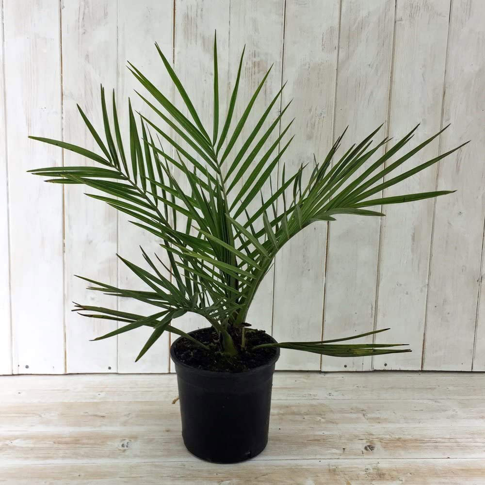Thompson and Morgan Phoenix Palm Evergreen Plant Pot 1.5L 2 Pack Image 1