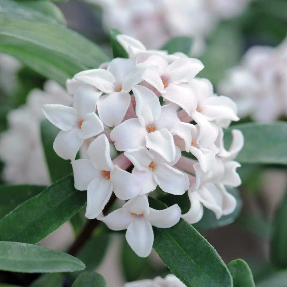 Thompson and Morgan Daphne Transatlantica Eternal Fragrance Blafra Pot 9cm Image 1