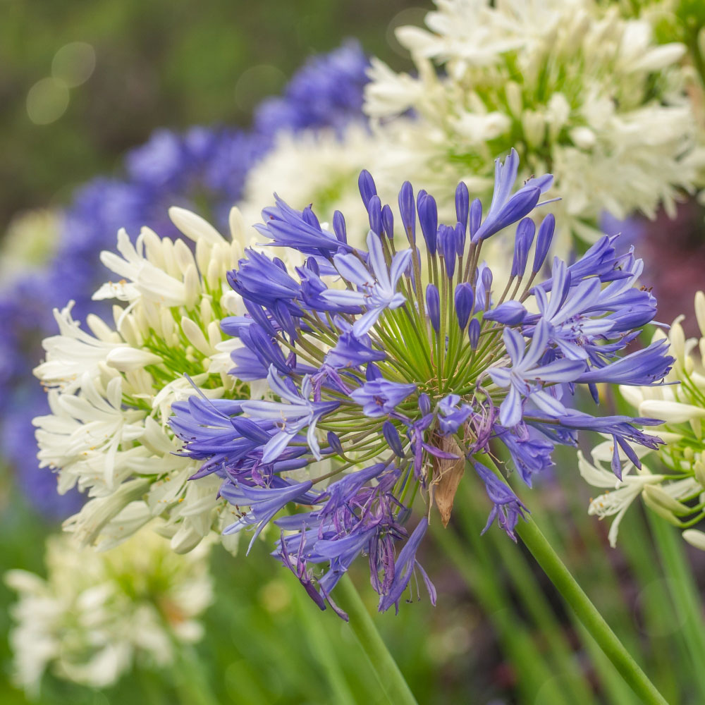 Thompson and Morgan Agapanthus Blue and White Coll Bare Root 6 Pack with Plant Pot 39cm Image 1