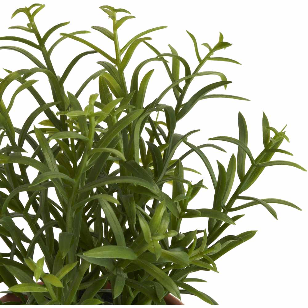 Wilko Assorted Herbs Plant Image 8