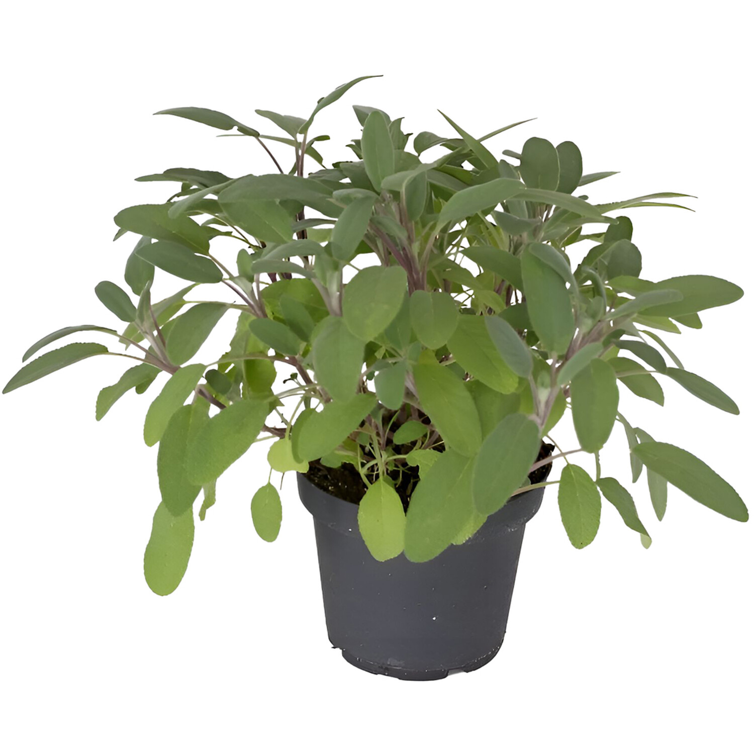 Herb Sage Berggarten - Green Image