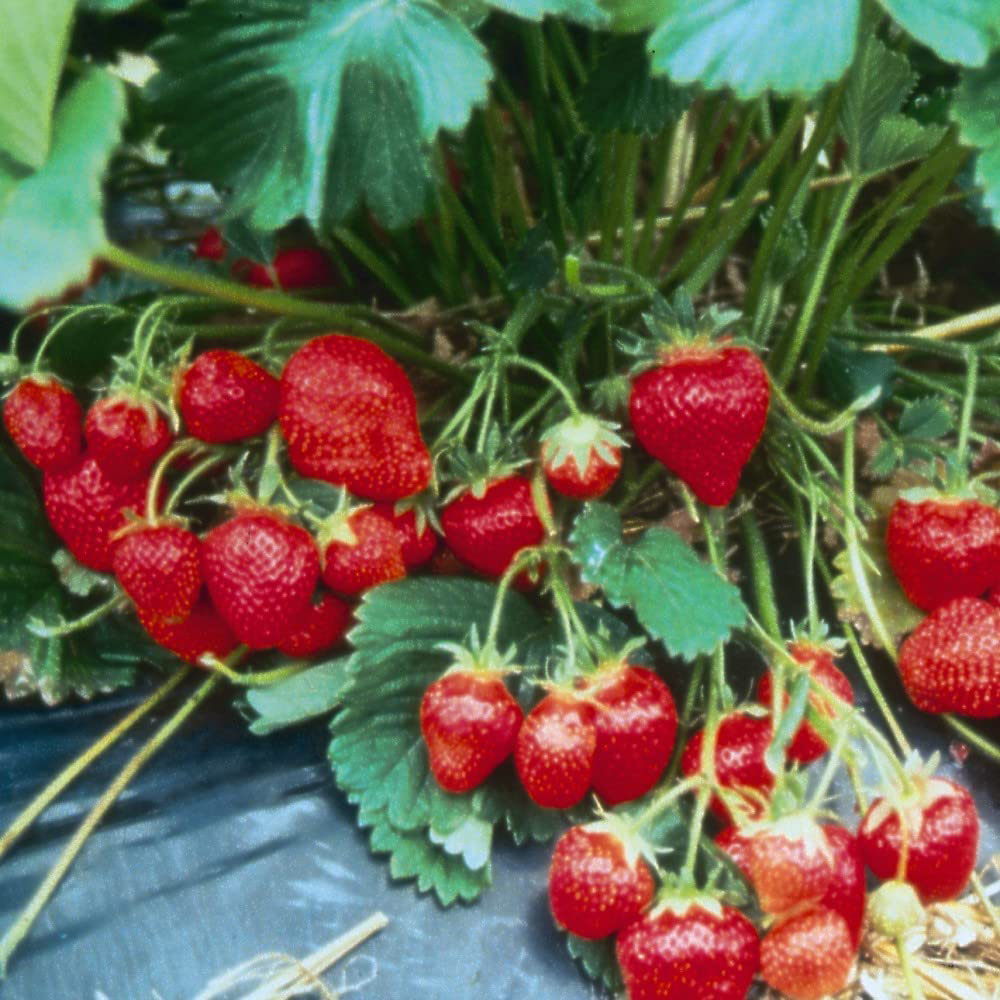 Thompson and Morgan Strawberry Marshmello Bare Root 12 Pack Image 1