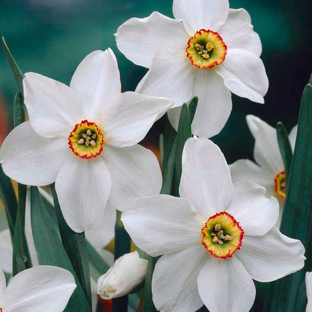 Wilko Daffodils Recurvus Pheasants Eye Autumn Planting Bulbs 6 Pack Image 1
