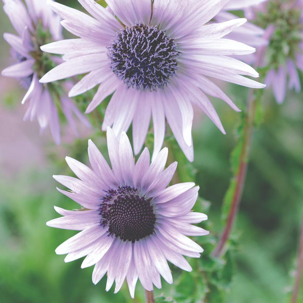 Thompson & Morgan Berkheya Purpurea Silver Spikes Seeds Image 2