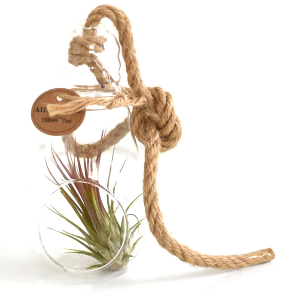 Thompson and Morgan Tillandsia Air Plant in Glass Bulb with Rope Image 3