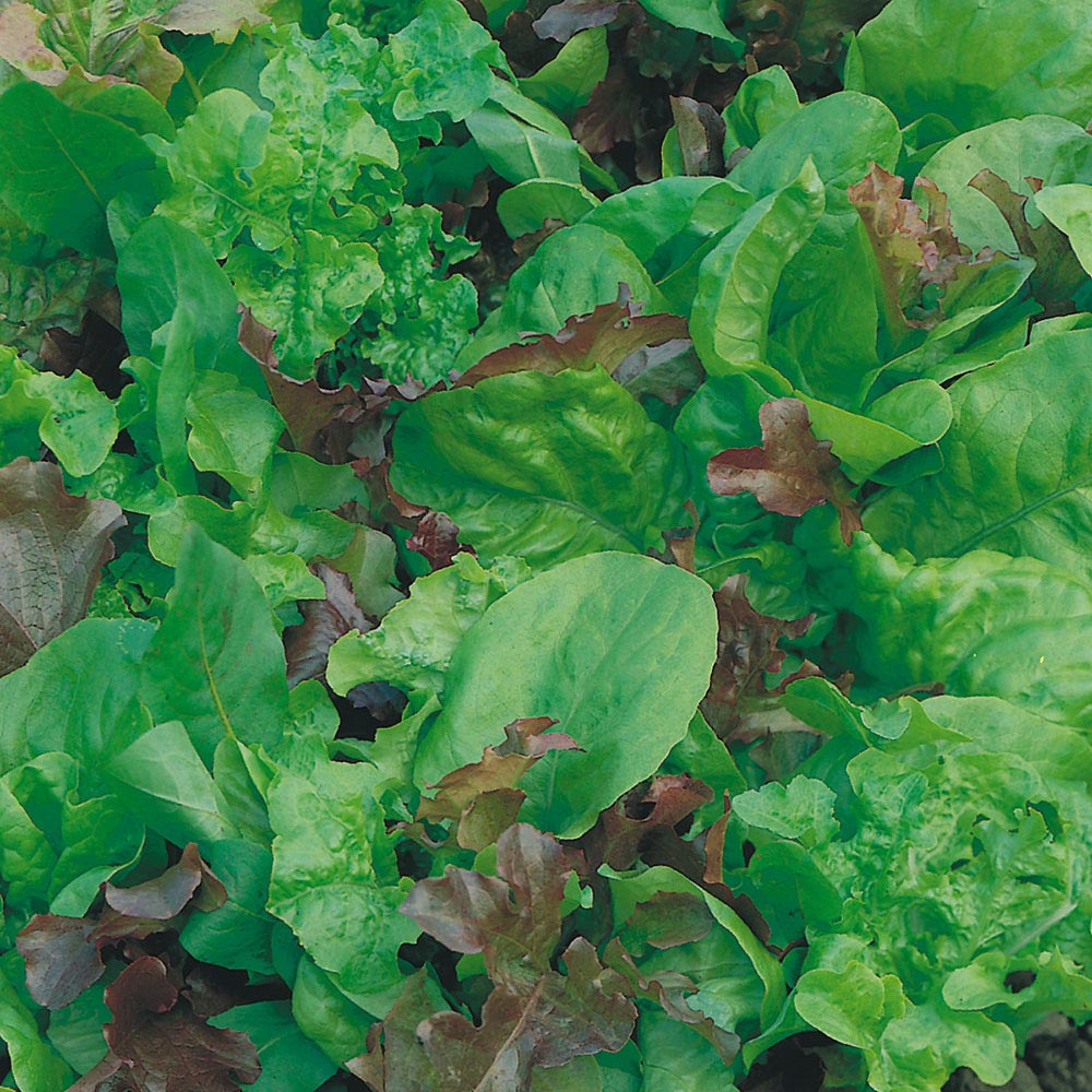 Wilko Lettuce Mix Salad Leaves Seeds Image 1