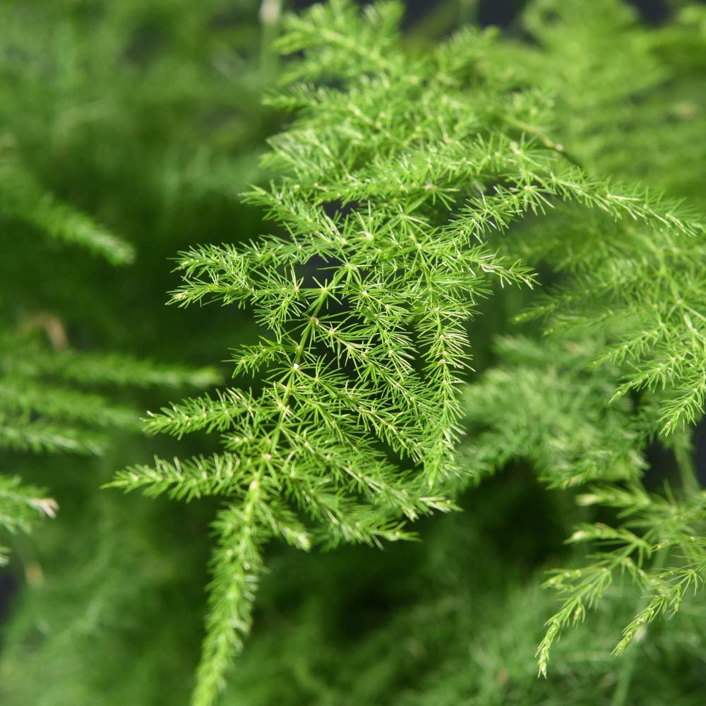 Thompson & Morgan Asparagus Fern Plumosus Potted Plant 13cm 2 Pack Image 4