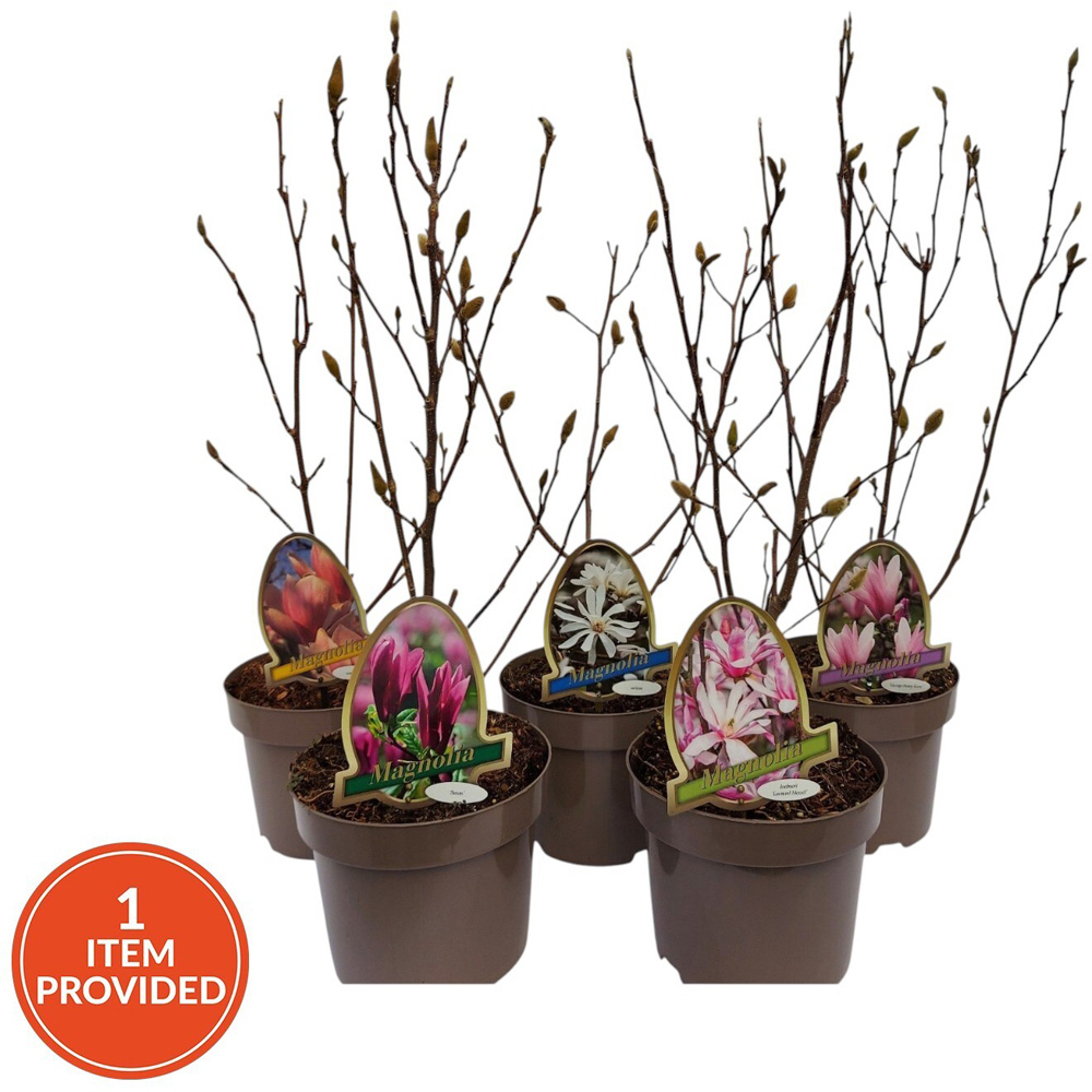 Magnolia Mix Plant Image 2