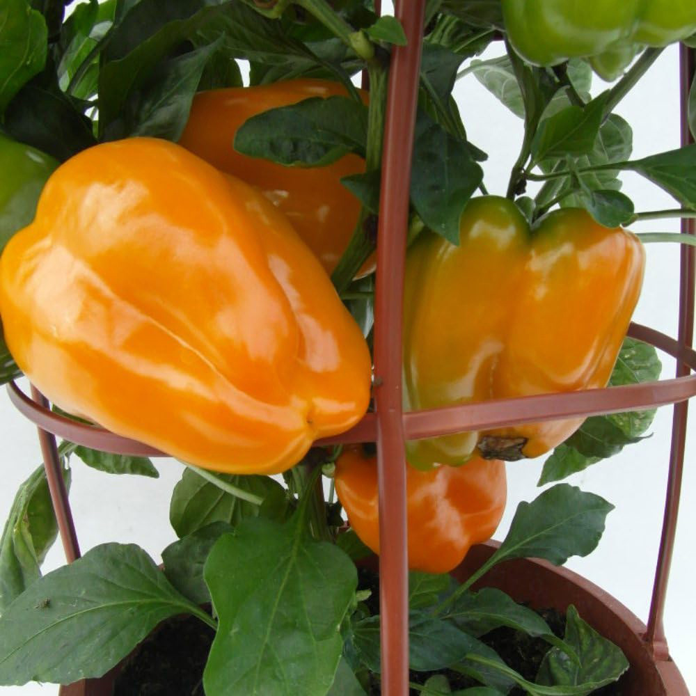 Thompson and Morgan Pepper Sweet Liberty Belle F1 Seeds Image 1