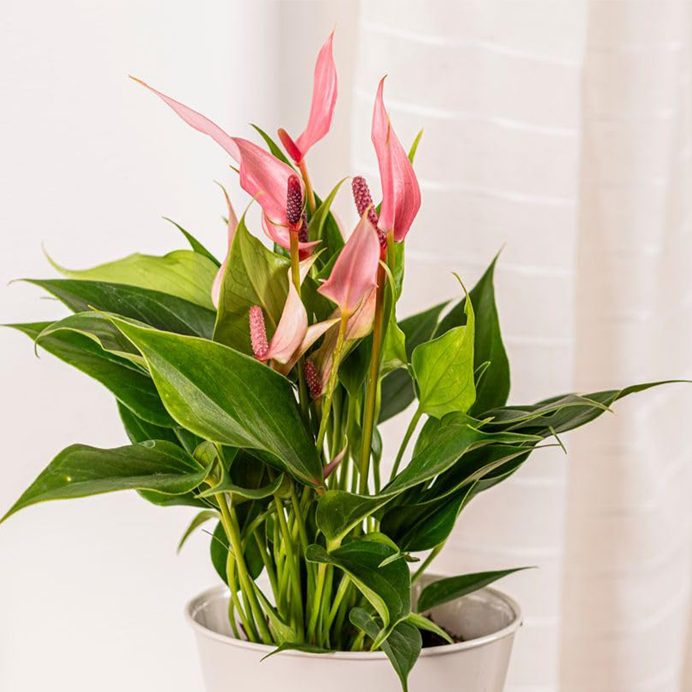 Thompson and Morgan Anthurium Lilli Plant Pot 9cm 2 Pack Image 1