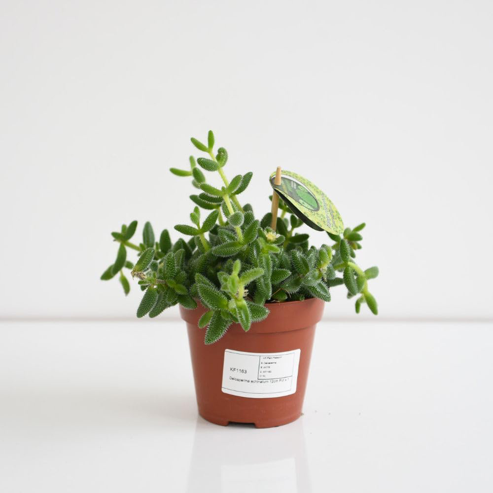 Thompson and Morgan Delosperma Echinatum Plant Pot 12cm 2 Pack Image 2