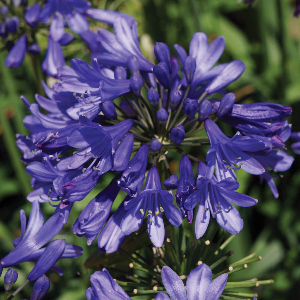 Thompson and Morgan Agapanthus Ever Sapphire Plant Pot 9cm Image 1